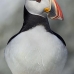 puffin_atlantic_msi_v_0947_can0560.jpg